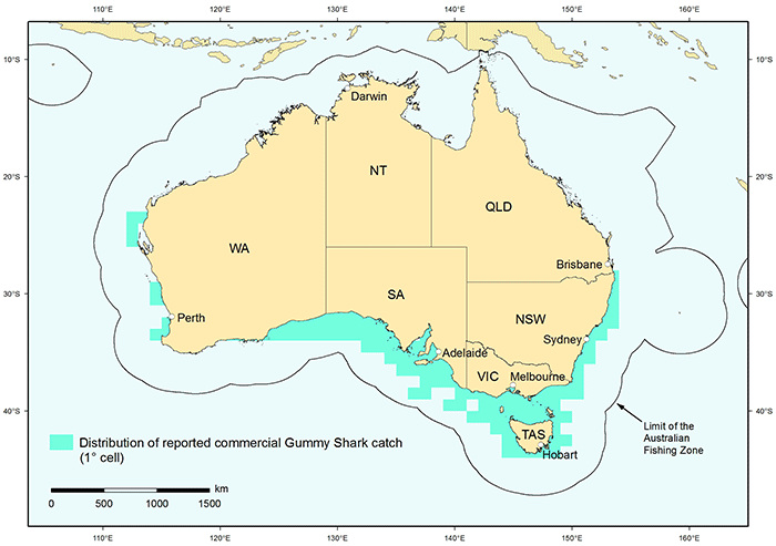 Figure 1: Distribution of reported commercial catch of Gummy Shark in Australian waters, 2010 