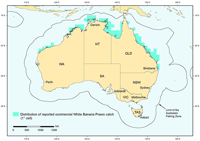 Figure 1: Distribution of reported commercial catch of White Banana Prawn in Australian waters, 2010 (calendar year) 