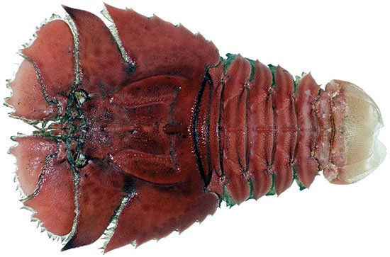 True Balmain Bug (I. Peronii)