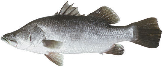 Barramundi