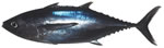 Bigeye Tuna