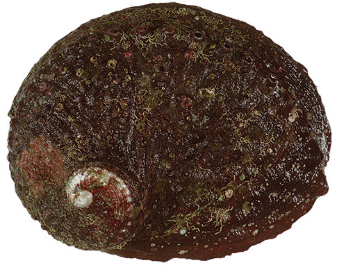 Blacklip Abalone