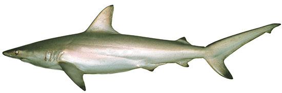 Blacklip Shark