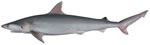 Blacklip Shark