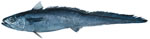 Blue Grenadier