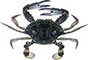Blue Swimmer_Crab