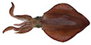 Southern Calamari