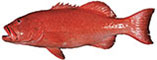 Coral Trout