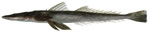 Dusky flathead
