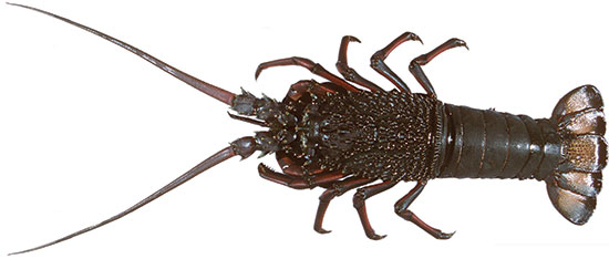 Eastern Rocklobster