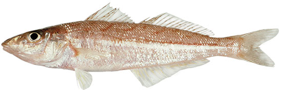 Eastern School Whiting