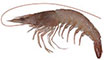 Endeavour Prawn