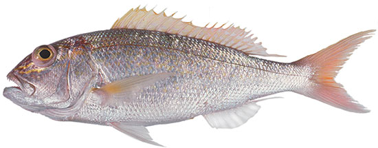 Goldband Snapper