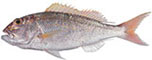 Goldband Snapper