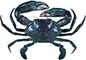 Mud Crab