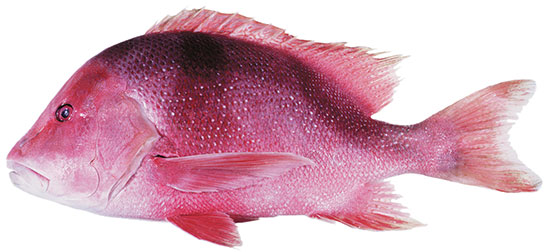 Red Emperor