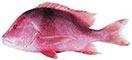Red Emperor