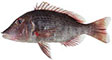 Redthroat Emperor