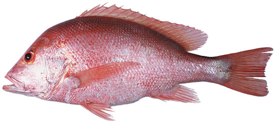 Saddletail Snappper