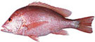 Saddletail Snappper