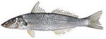 Sand Whiting