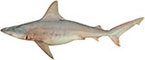 Sandbark Shark