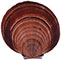 Saucer Scallop