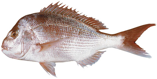 Snapper