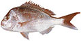 Snapper