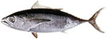 Southern Bluefin Tuna