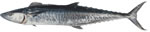 Spanish Mackerel