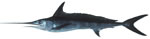 Swordfish small