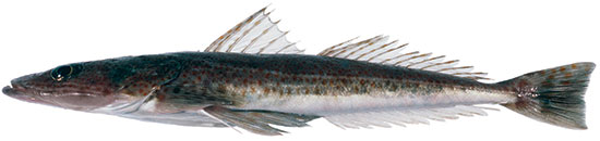 Tiger Flathead from side