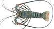 Tropical Rocklobster