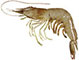 White Banana Prawn