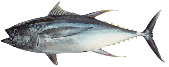 Yellowfin Tuna