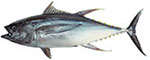 Yellowfin Tuna
