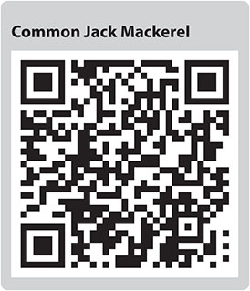 Common Jack MAckerel QR code