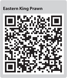 Eastern King Prawn QR code
