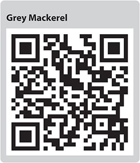 Grey Mackerel QR code