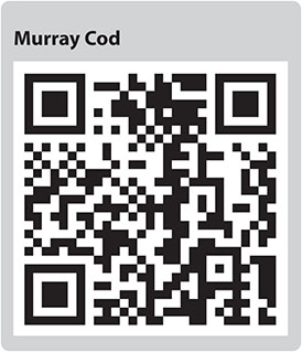 Murray Cod QR code