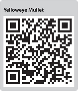 Yelloweye Mullet QR code