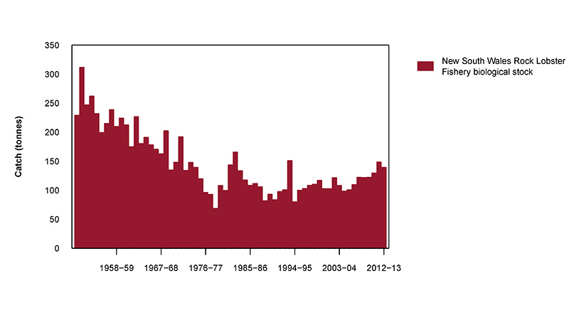 Figure 2: Commercial catch of Eastern Rock Lobster in Australian waters, 1950–51 to 2012–13