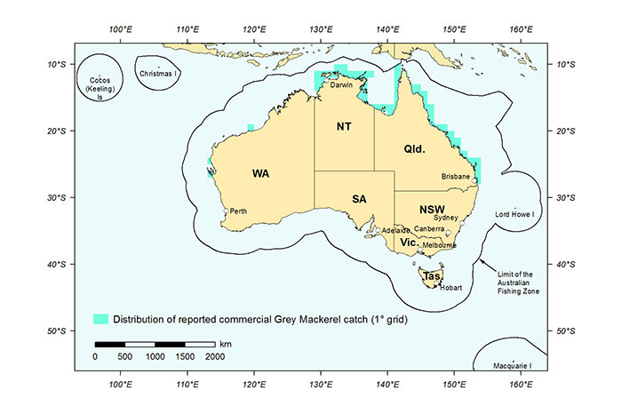 Figure 1: Distribution of reported commercial catch of Grey Mackerel in Australian waters, 2013 (calendar year)