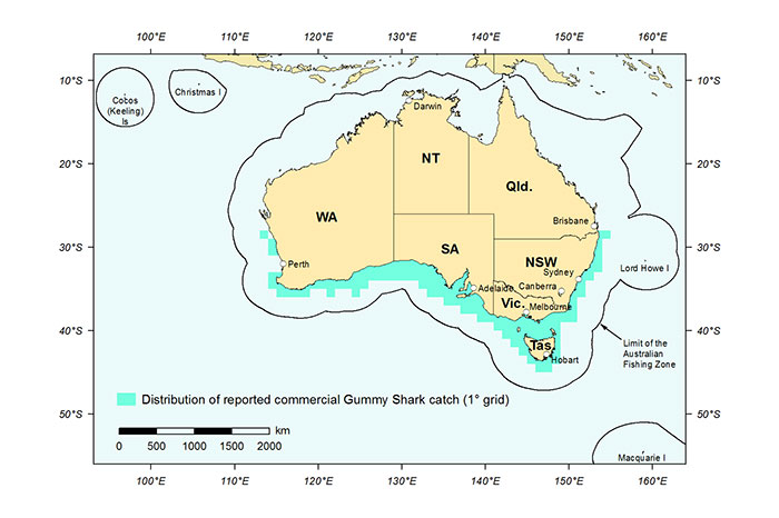 Figure 1: Distribution of reported commercial catch of Gummy Shark in Australian waters, 2013 (calendar year)