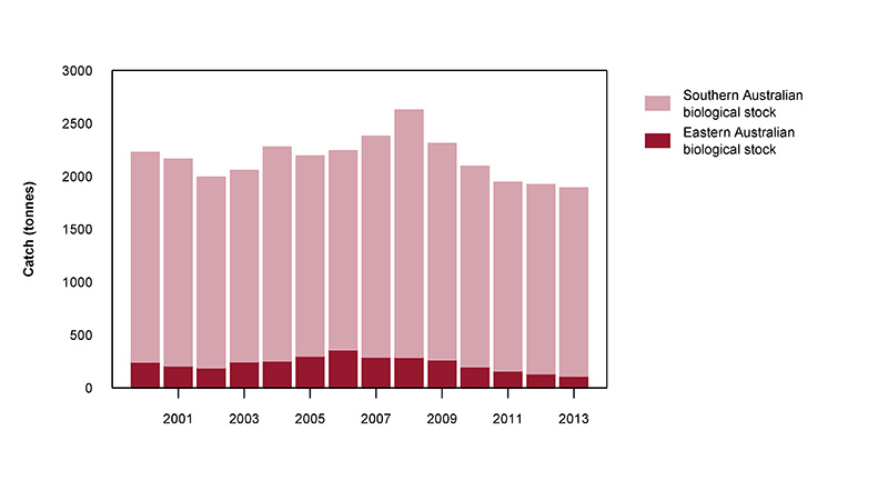 Figure 2: Commercial catch of Gummy Shark in Australian waters, 2000 to 2013 (calendar years)