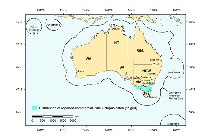 Figure 1: Distribution of reported commercial catch of Pale Octopus in Australian waters, 2013 (calendar year)