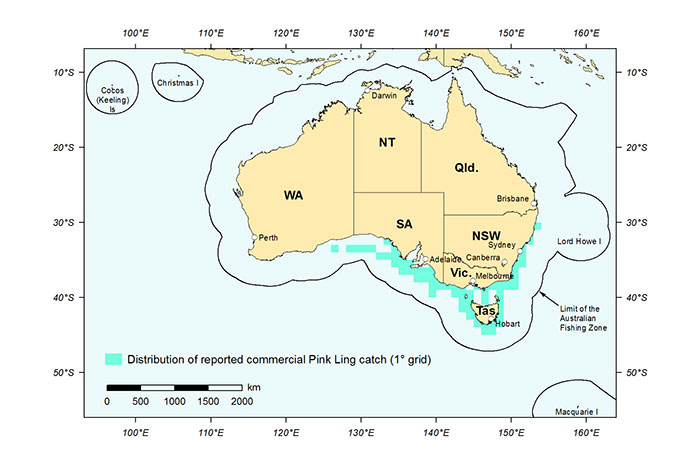 Figure 1: Distribution of reported commercial catch of Pink Ling in Australian waters, 2013 (calendar year)