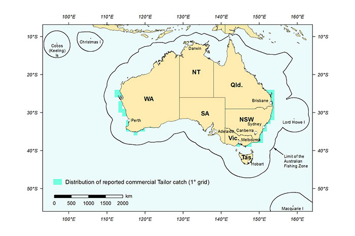 Figure 1: Distribution of reported commercial catch of Tailor in Australian waters, 2013 (calendar year)