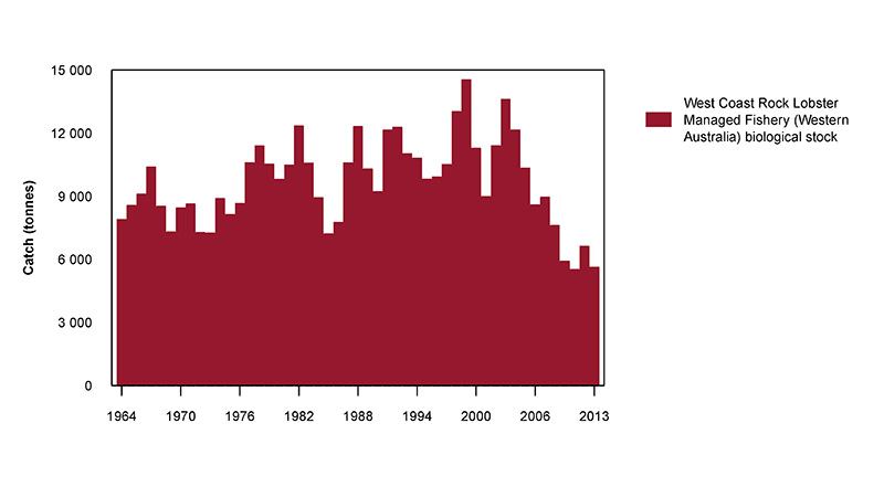 Figure 2: Commercial catch of Western Rock Lobster in Australian waters, 1964 to 2013 (fishing seasons) 